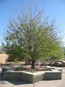 Com-Landscape-10-768×1024-1_result