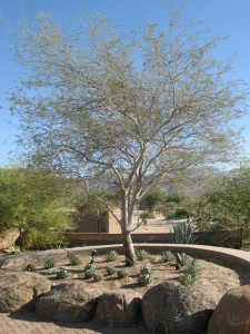 Com-Landscape-11-768×1024-1_result