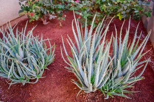 Landscape-Plants-1-1024×682-1_result