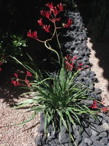 Landscape-Plants-100-scaled-960×1280-1_result