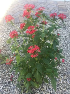 Landscape-Plants-102-scaled-960×1280-1_result