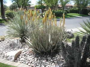 Landscape-Plants-11-scaled-1280×960-1_result