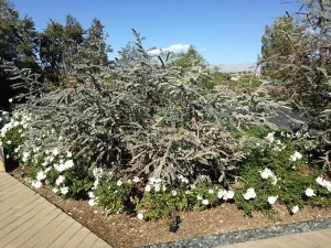 Landscape-Plants-110_result