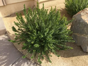 Landscape-Plants-117-scaled-1280×960-1_result