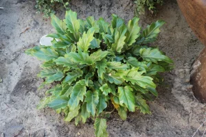 Landscape-Plants-118-scaled-1280×853-1_result