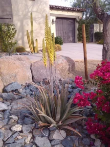 Landscape-Plants-12-scaled-960×1280-1_result