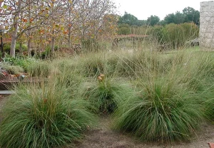 Landscape-Plants-120_result