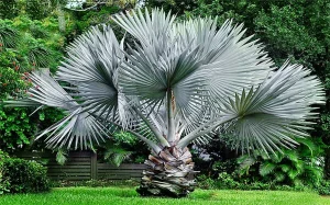 Landscape-Plants-133_result