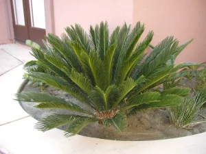 Landscape-Plants-136_result