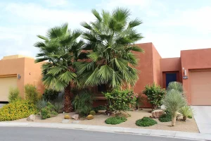 Landscape-Plants-144_result