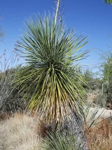 Landscape-Plants-149_result