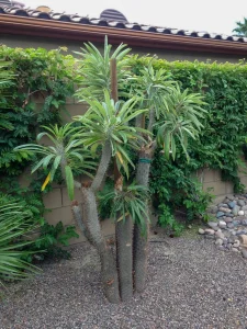 Landscape-Plants-151_result