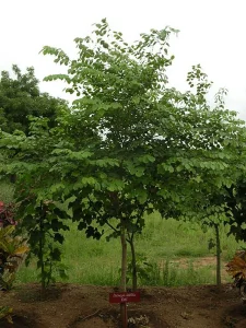 Landscape-Plants-159_result