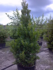 Landscape-Plants-160_result