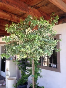 Landscape-Plants-163-scaled-960×1280-1_result