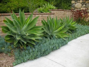 Landscape-Plants-16_result