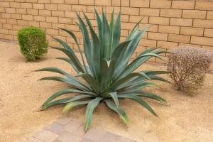 Landscape-Plants-17-1024×682-1_result