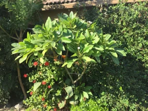 Landscape-Plants-170-scaled-1280×960-1_result