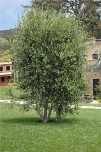 Landscape-Plants-172_result