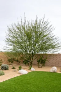 Landscape-Plants-175-682×1024-1_result