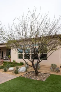 Landscape-Plants-176-682×1024-1_result