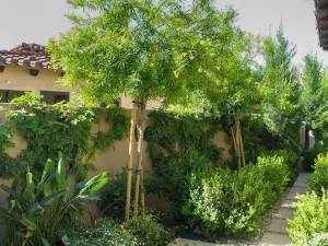 Landscape-Plants-179_result