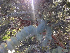 Landscape-Plants-181_result