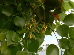 Landscape-Plants-182_result