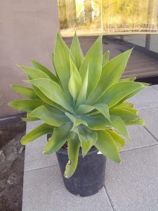 Landscape-Plants-20-scaled-960×1280-1_result