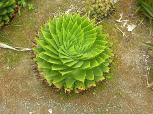 Landscape-Plants-25-scaled-1280×960-1_result