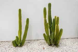 Landscape-Plants-28-1024×682-1_result