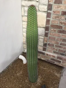 Landscape-Plants-29-1-scaled-960×1280-1_result