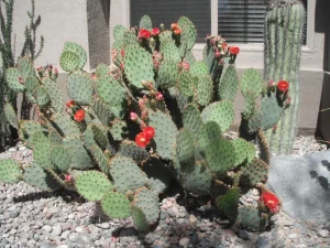 Landscape-Plants-31-scaled-1280×960-1_result