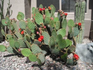 Landscape-Plants-32_result