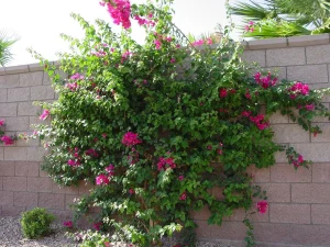 Landscape-Plants-48_result