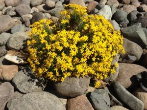 Landscape-Plants-49-scaled-1280×960-1_result