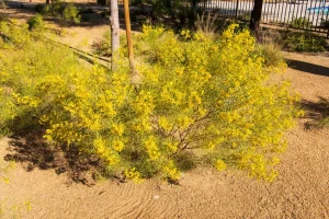 Landscape-Plants-51-1024×682-1_result