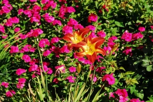 Landscape-Plants-61-scaled-1280×859-1_result