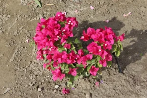 Landscape-Plants-64-scaled-1280×853-1_result