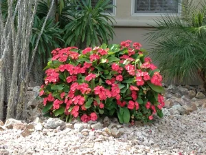 Landscape-Plants-65-scaled-1280×960-1_result