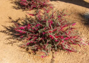 Landscape-Plants-67-400×284-1-400x284_result