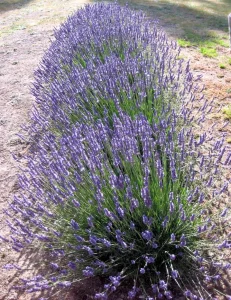 Landscape-Plants-74_result