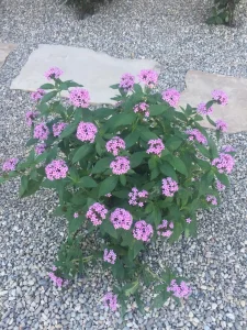 Landscape-Plants-78-scaled-960×1280-1_result