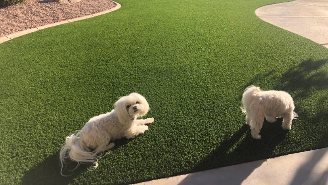 Backyard pool installation from Teserra OUtdoors