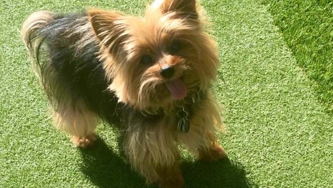 Backyard pool installation from Teserra OUtdoors