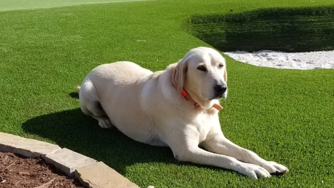 Backyard pool installation from Teserra OUtdoors